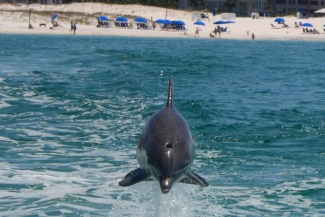 Dolphin Spotting In Destin