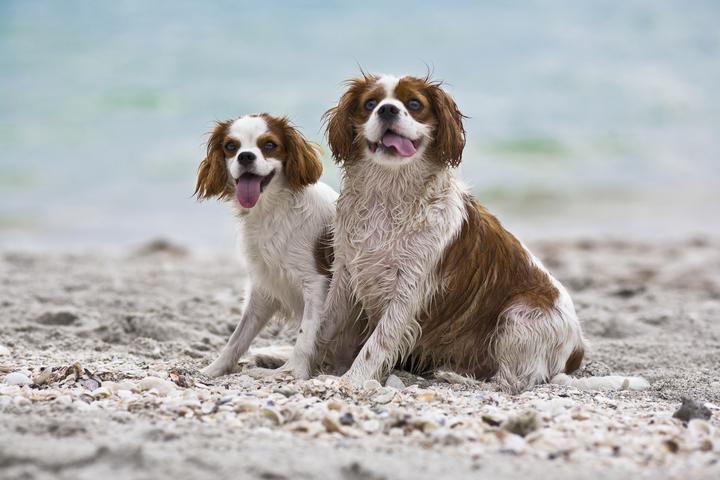 Dogs on the beach in Naples Florida